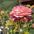 Ruža mnohokvetá (Rosa floribunda) 'ABRACADABRA'® Kordes - výška 15-25 cm, kont. C5L